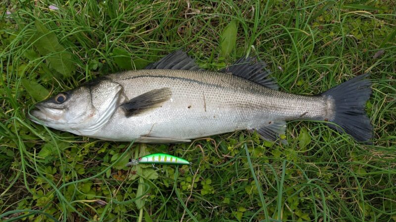 デイでシーバスが釣れた状況のデータ紹介とタックル、装備 デイでシーバスが釣れた状況のデータ紹介とタックル、装備