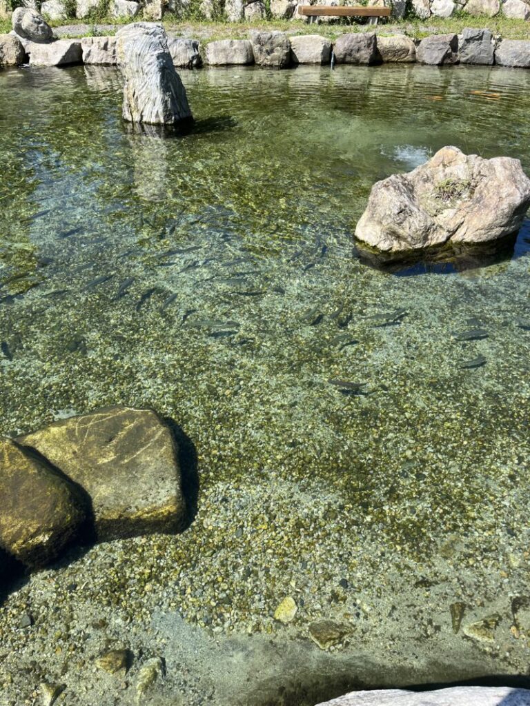 高島の泉、釣り堀