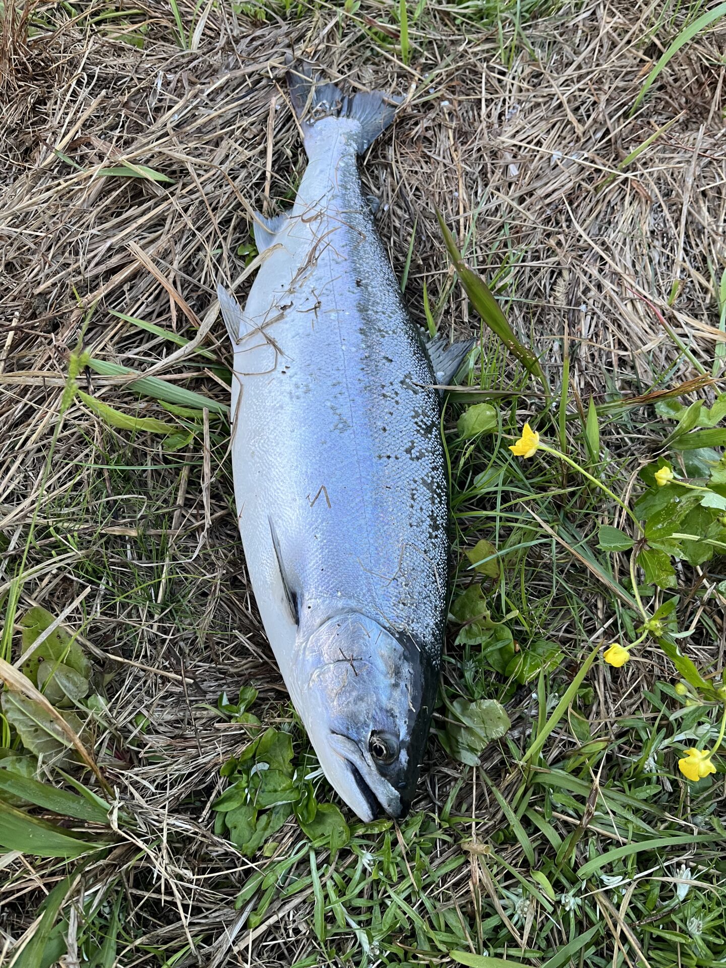 サクラマス