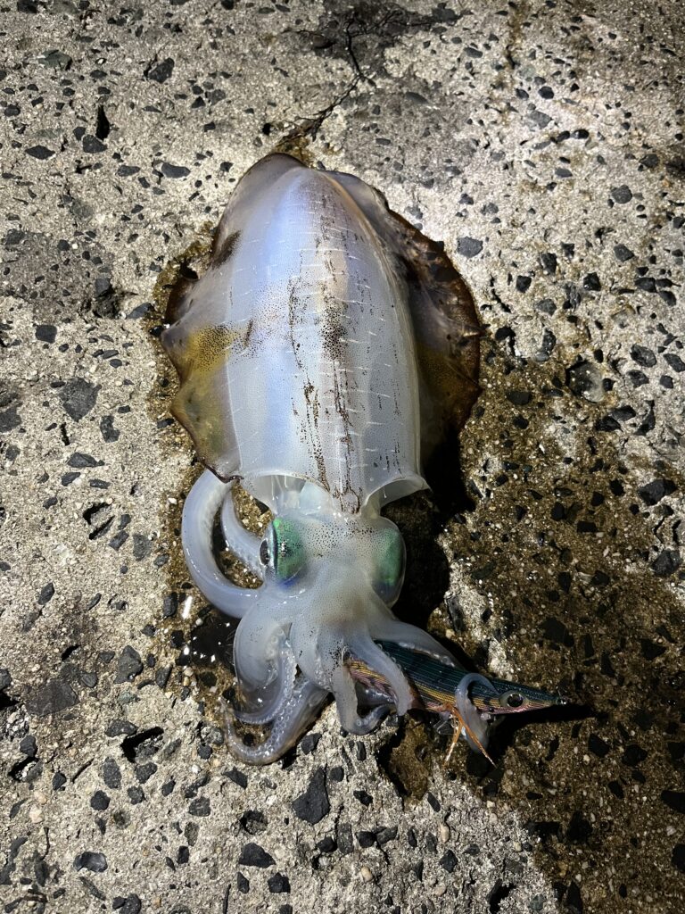 アオリイカ