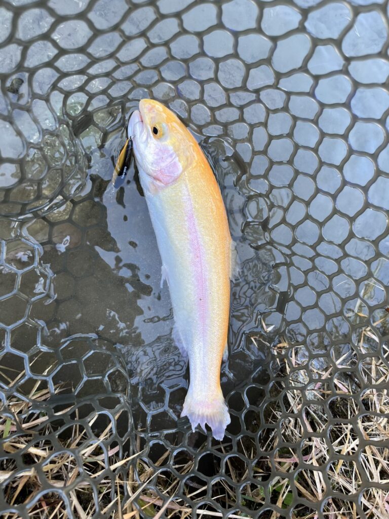 アルビノ虹鱒