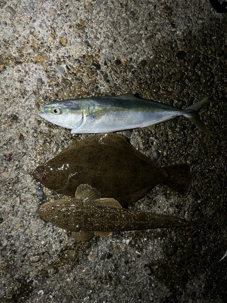 マゴチ