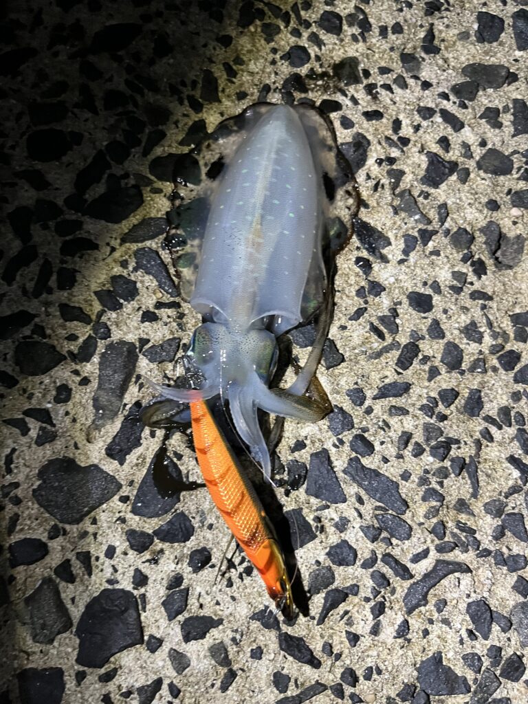 アオリイカ